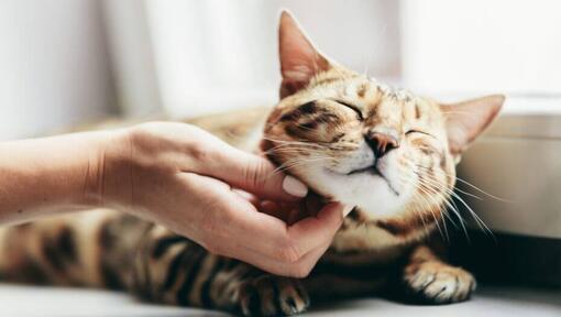 Frau streichelt Bengalkatze, die auf Fensterbank liegt