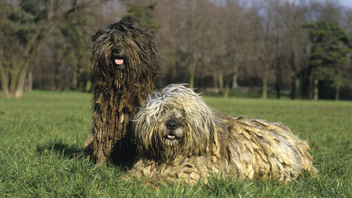 Zwei Bergamasker Hirtenhunde auf dem Feld