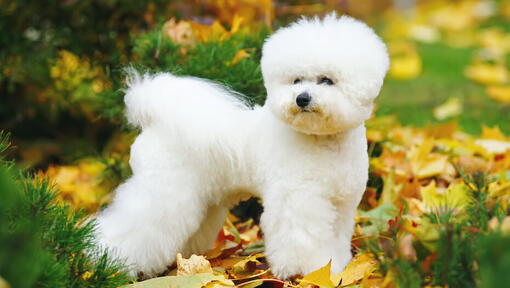 Bichon frisé dans les feuilles