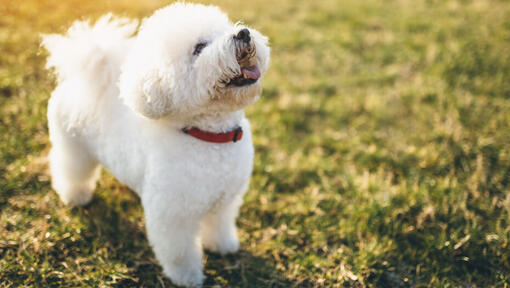 Bichon frisé regardant vers le haut