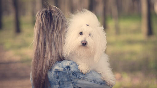 Bichon bolonais blanc dans les bras de sa propriétaire