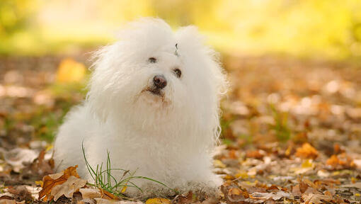 Bichon bolonais blanc regardant l'objectif