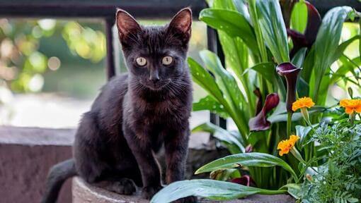 Bombay-Katze auf einem Balkon