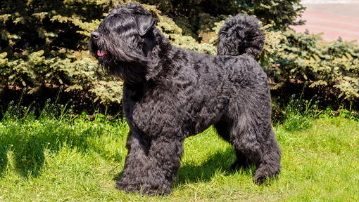 Bouvier des Flandres auf dem Rasen