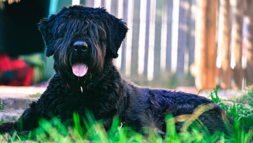 Bouvier des Flandres liegt auf dem Boden