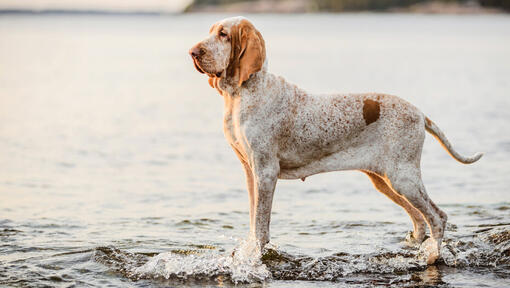 Bracco Italiano in der Nähe von Wasser