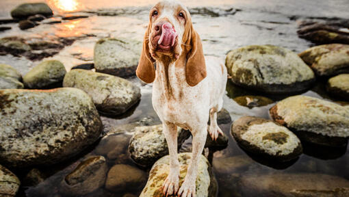 Bracco Italiano auf Felsen in der Nähe von Wasser