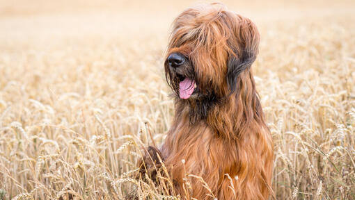 Briard sitzt auf einem Feld