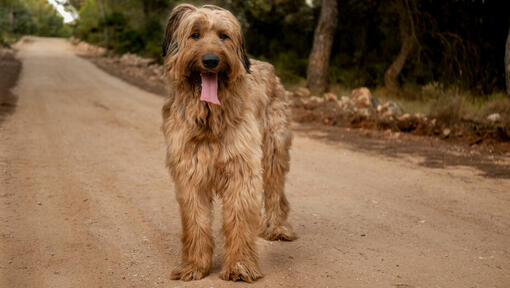 Briard steht auf der Strasse