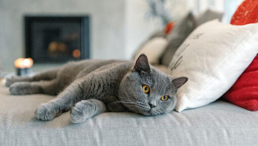 Chat British Shorthair faisant une sieste sur le canapé