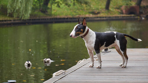 Bull Terrier nain près de l'eau