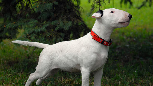 Bullterrier im Gras