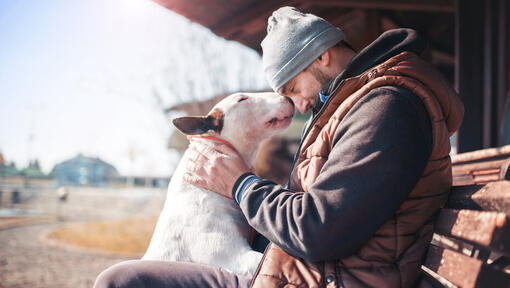 Bullterrier mit seinem Besitzer