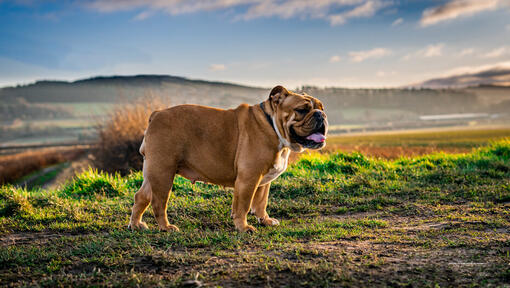 Bulldogge im Feld