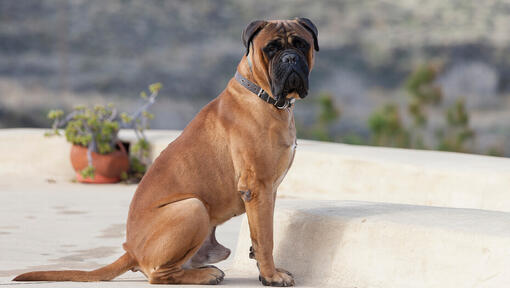 Bullmastiff assis dans le jardin