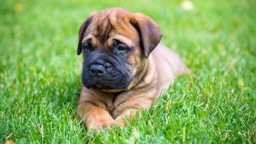 Bullmastiff-Welpe, der im Gras liegt