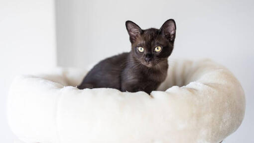 Chaton Birman allongé sur un oreiller