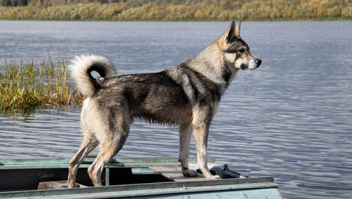 Kanadischer Eskimohund in der Nähe von Wasser