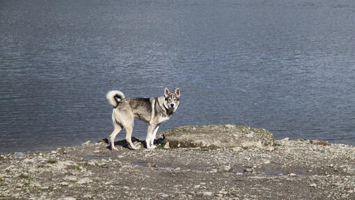 Chien Esquimau canadien sur la côte