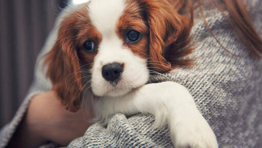 Cavalier King Charles Spaniel in den Händen des Besitzers