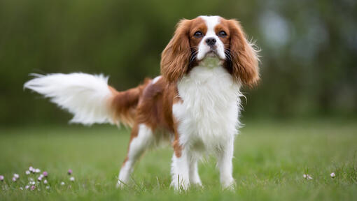 Cavalier King Charles Spaniel im Feld