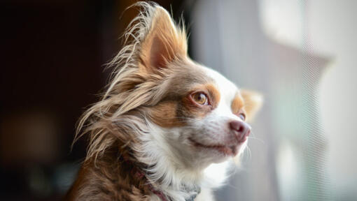 Chihuahua à poil long marron regardant dehors