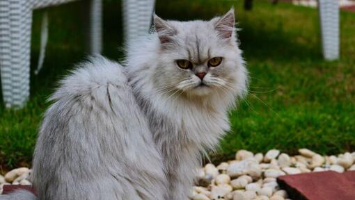 Chat Chinchilla à fourrure grise regardant quelqu'un