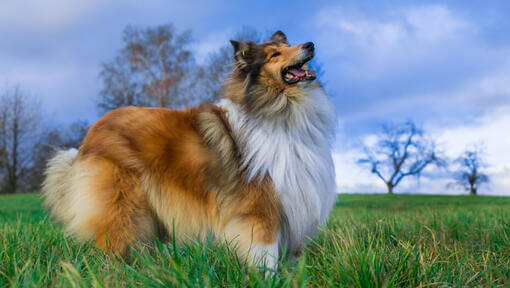 Hund, der zum Himmel schaut