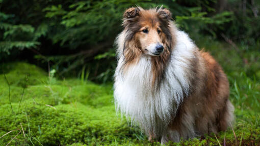 Colley dans la forêt