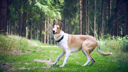 Kurzhaariger Collie im Wald