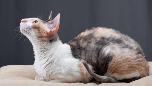 Cornish Rex liegt auf einem Sofa