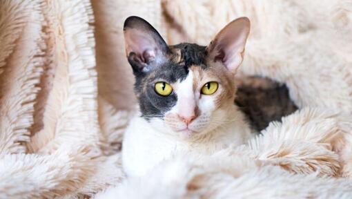 Chat Cornish Rex allongé sur une couverture