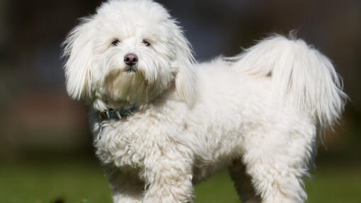 chien blanc touffu à l'extérieur