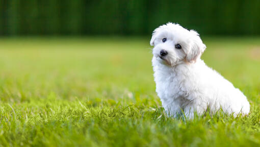 Weisser flauschiger Hund im Gras
