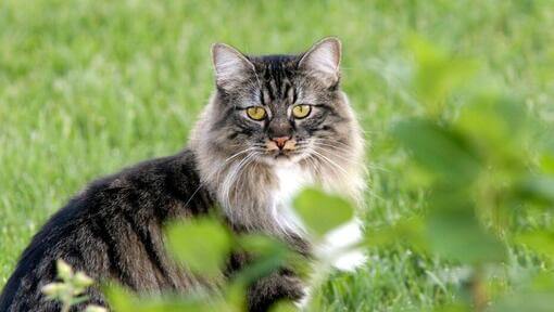 Chat Cymric dans le jardin