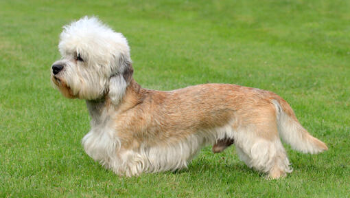 Dandie Dinmont Terrier sur l'herbe