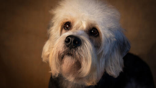 Dandie Dinmont Terrier regardant vers le haut