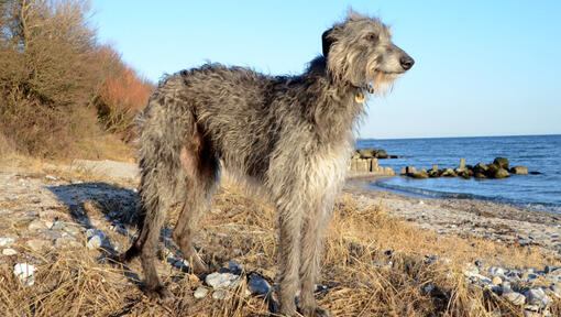 Grauer Deerhound, der am Strand steht