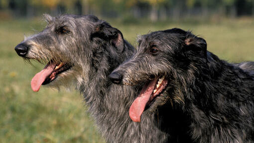 Zwei schwarze Deerhounds