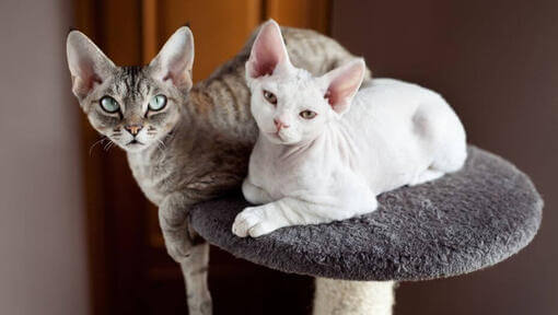 Deux chats Devon Rex faisant une sieste ensemble