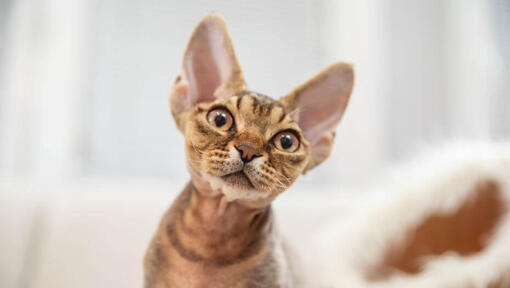 Chaton Devon Rex regardant quelqu'un