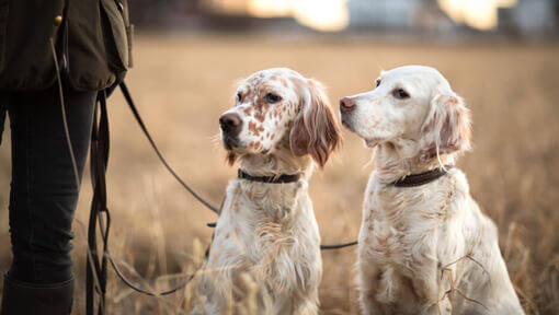 Zwei weisse English Setter, die ihren Besitzer betrachten