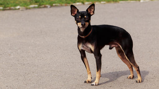 English Toy Terrier standing on the road