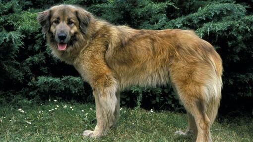 Chien de la Serra da Estrela sur l'herbe