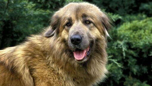 Cão da Serra da Estrela beobachtet etwas