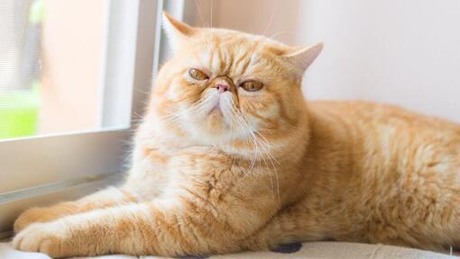 Exotische Kurzhaarkatze liegt auf der Fensterbank