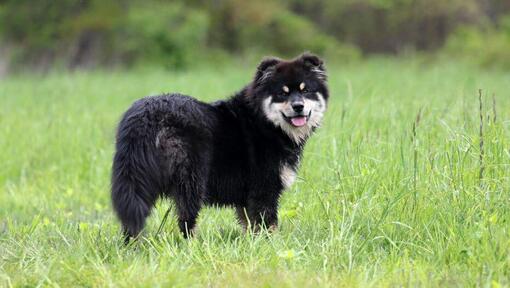 Finnischer Lapphund, der im Feld steht