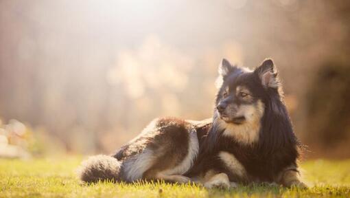 Chien finnois de Laponie allongé sur l'herbe