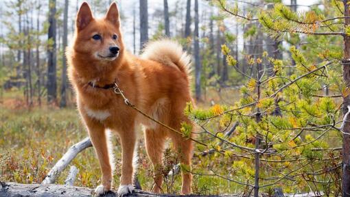 Finnischer Spitz im Wald