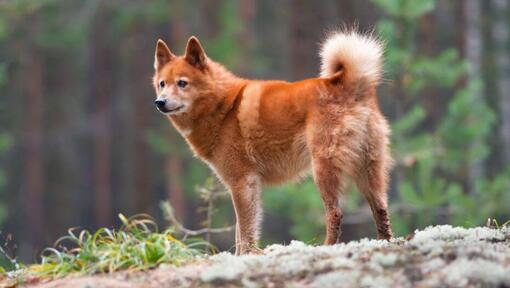 Spitz finlandais debout sur un rocher